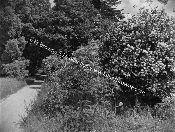 FLOWERS UNDER TREE